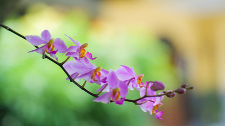 Phalaenopsis pulcherrima also called as The Beautiful Doritis. Beautiful purple flower with bokeh.の写真素材
