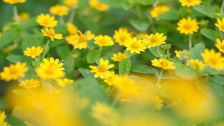 The butter daisy (Melampodium paludosum) is a charming relative of the popular aster. This plant is...
