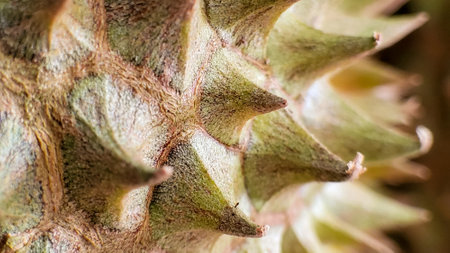 <p>Durian Skin Close Up. King of Tropical Fruits Pattern and Texture.</p>の写真素材