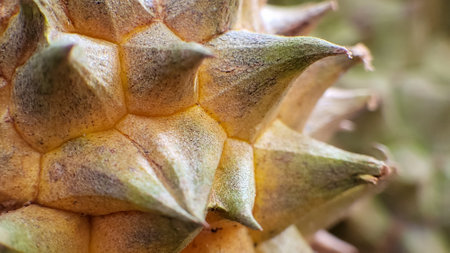 <p>Durian Skin Close Up. King of Tropical Fruits Pattern and Texture.</p>の写真素材