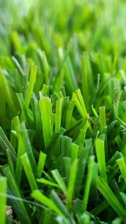 closeup green synthetic grass in the home gardenの写真素材