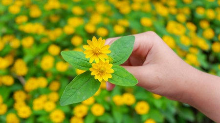 holding flower, spring beauty flower melampodium divaricatum or yellow butter daisy, green leaves in the garden. (Selective focus)の写真素材