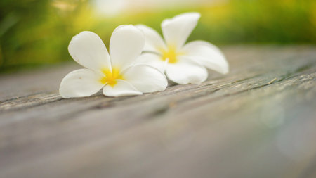 White frangipani flower on wood table, soft focus.の写真素材