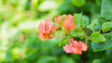 orange bougenville flower decorative plant, nature background.の写真素材