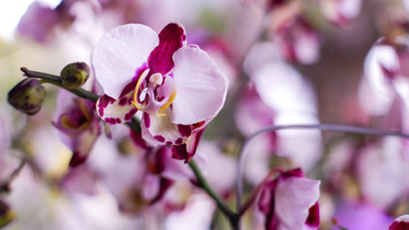 Beautiful orchid flowers in the garden. Soft focus and shallow depth of field.の写真素材
