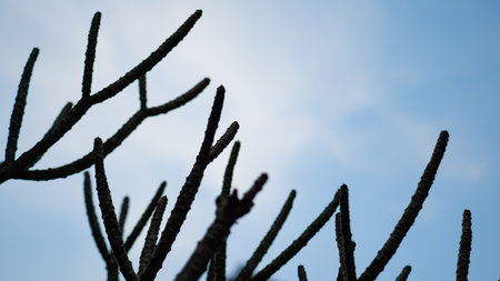 Close up of black tree branches against the blue sky. Selective focus.の写真素材