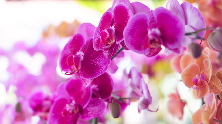 Beautiful orchid flowers in the garden. Selective focus.の写真素材