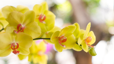 Beautiful yellow orchid flowers in the garden on blurred background.の写真素材