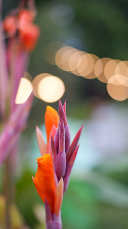 Canna flower in garden with bokeh background, Thailand.の写真素材