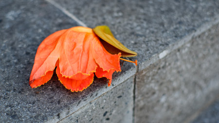 Autumnal orange flower on a gray stone wall. Selective focus.の写真素材