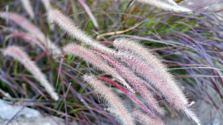 Some wispy weeds, Pennisetum Setaceum Rubrum, or Purple Fountain Grass blow in the wind with a soft blurの写真素材