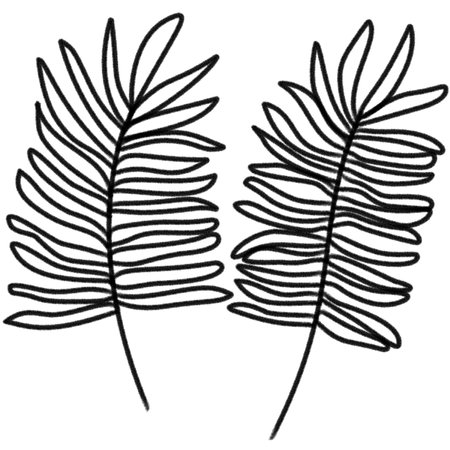 Art line palm leaves doodle on white background.のイラスト素材