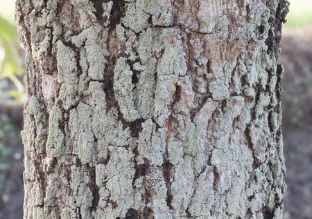 Tree bark with moss and lichen texture.