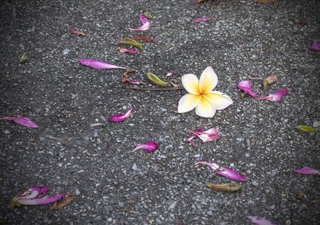 Plumeria drop on street background.の写真素材