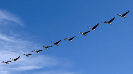 A stunning display of birds flying in a V-formation across a bright blue sky highlights the beauty of nature during migration season.の素材