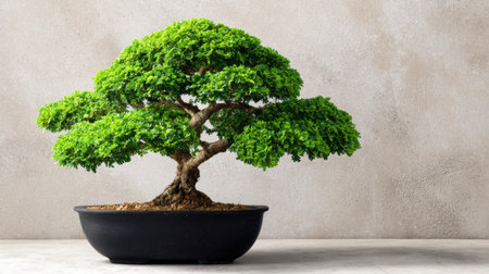 A vibrant bonsai tree showcases intricate foliage and natural beauty, perfectly set in a minimalist black pot, offering a touch of tranquility and elegance.の素材