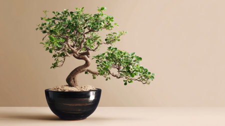 A stunning bonsai tree artistically arranged in a sleek black pot filled with soil. The serene green leaves and twisting branches evoke tranquility and beauty, perfect for collectors and home decorators seeking an elegant touch to their space.の素材