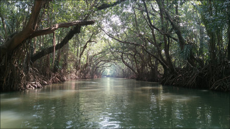 Explore a tranquil river meandering through a lush green mangrove forest, where sunlight filters delicately through the verdant canopy, creating a serene escape into nature.の素材