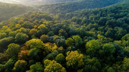 This captivating aerial view showcases a lush forest canopy, blending vibrant greens with hints of autumn colors. The scene reflects natural beauty and tranquility.の素材