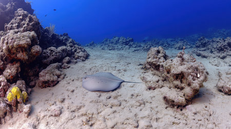 A breathtaking view of a stingray gliding gracefully over a sandy ocean floor, highlighted by vibrant coral reefs and crystal-clear blue water, showcasing underwater beauty.の素材