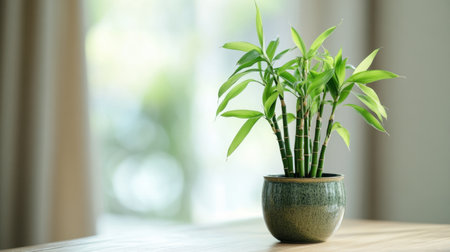 A vibrant bamboo plant elegantly displayed in a decorative pot, bringing natural beauty and tranquility to any indoor space. Perfect for home decor.の素材
