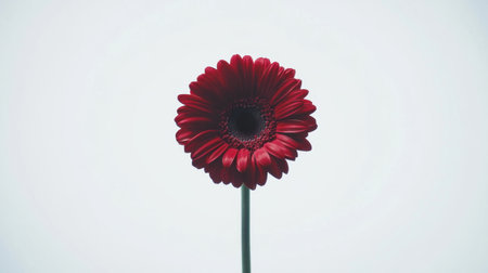 A striking red flower stands alone against a white background, emphasizing its intricate petals and natural beauty, perfect for minimalistic designs.の素材