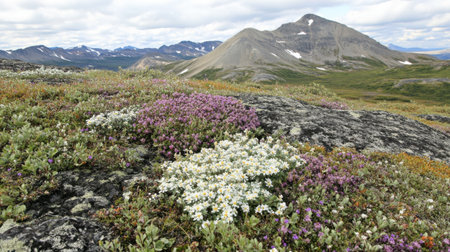 This stunning image captures a vibrant alpine meadow adorned with colorful wildflowers, set against a majestic mountain backdrop under a dynamic sky.の素材