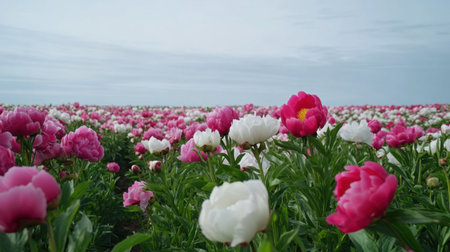 A stunning view of a vast flower field filled with blooming pink and white peonies, showcasing the beauty of spring under a clear blue sky.の素材