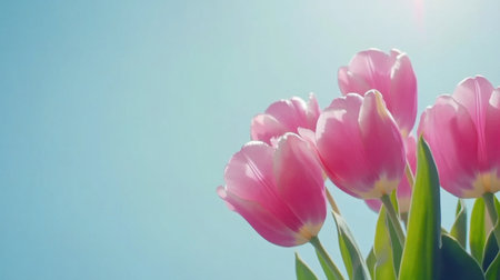 A stunning display of pink tulips basking in gentle sunlight, set against a soft blue sky, capturing the essence of spring and floral beauty.の素材