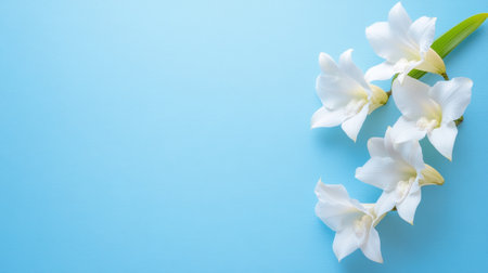 This image features exquisite white orchid flowers arranged elegantly against a soft blue background, perfect for various design and decoration projects.の素材