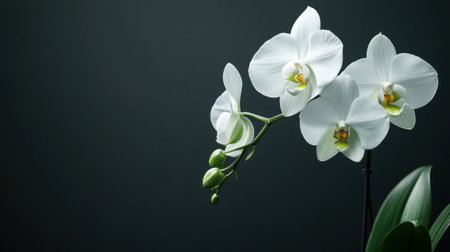A stunning close-up of white orchid flowers against a dark background, showcasing their elegant petals and lush green leaves, ideal for enhancing any interior space.の素材