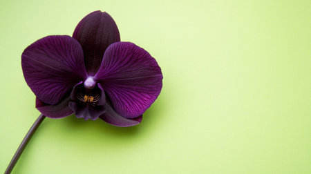This stunning purple orchid flower stands out against a smooth green background, showcasing vibrant colors and intricate petal details, perfect for floral designs.の素材