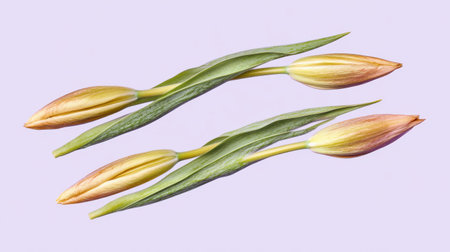 This image showcases delicate pink tulip buds adorned with lush green leaves, set against a soothing light purple background, evoking beauty and tranquility.の素材