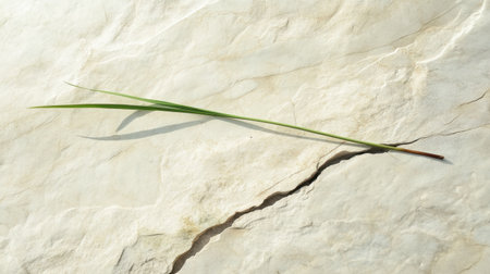 A delicate green blade of grass gently rests on a cracked stone surface, capturing the beauty of nature's fragility in a serene outdoor setting.の素材