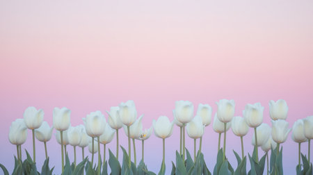 A stunning array of white tulips standing tall against a dreamy pastel pink background, perfect for evoking feelings of serenity and beauty in nature.の素材