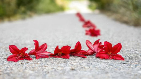 Bright red petals create a striking contrast along a tranquil outdoor path, encapsulating the beauty of nature in a serene setting. Ideal for artistic themes.の素材