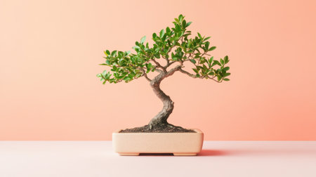 This beautiful bonsai tree showcases vibrant green leaves and a graceful shape, perfect for enhancing any interior space with its serene presence.の素材