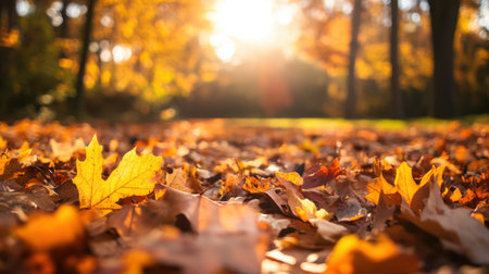 Experience a serene autumn scene showcasing colorful leaves scattered across the ground, illuminated by warm sunset light in a tranquil forest.の素材