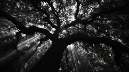 A breathtaking black and white image capturing the intricate silhouette of a tree reaching toward the sky, with sunlight filtering through lush leaves, creating an ethereal atmosphere.の素材