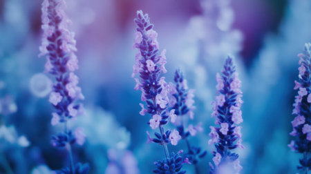 This enchanting close-up captures delicate lavender flowers illuminated by soft pastel lighting, creating a dreamy atmosphere with a bokeh background.の素材