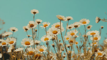 A lively field of bright daisies swaying gently under a clear blue sky, creating a serene landscape perfect for nature lovers and outdoor enthusiasts.の素材