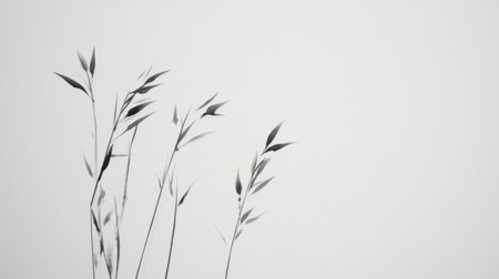 This elegant black and white photograph captures tall grass stems delicately silhouetted against a soft white background, creating a serene minimalism effect.の素材