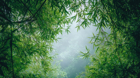 A serene view of a lush bamboo forest canopy enveloped in a gentle mist, creating a peaceful atmosphere perfect for nature lovers and explorers.の素材