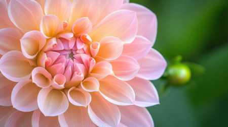 A stunning close-up of a pink dahlia flower showcasing its delicate petals and soft colors against a lush green background, evoking tranquility.の素材