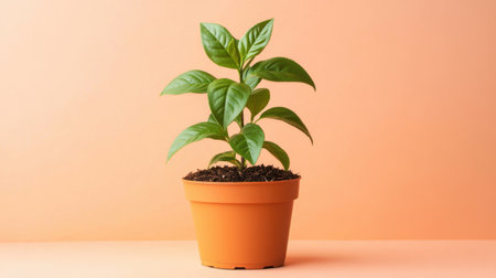 A vibrant green potted plant sits against a soft coral background, symbolizing freshness and natural beauty. Ideal for wellness and lifestyle themes.の素材