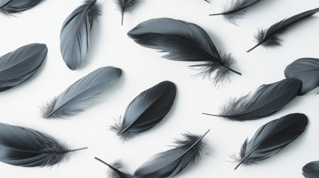 This image features an arrangement of black feathers laid out on a white background, showcasing their unique textures and elegant forms. Perfect for minimalist designs.の素材