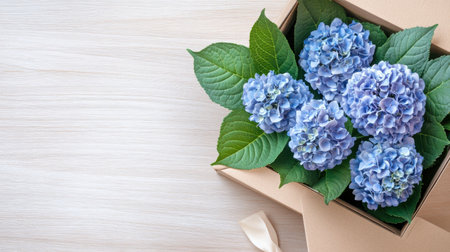 A stunning display of fresh blue hydrangea flowers nestled in a beautifully crafted gift box. Ideal for various occasions, this arrangement captures natural beauty.の素材