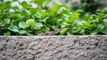 A close-up view of a lizard perched on a textured rock surface, surrounded by lush green leaves, indicating a peaceful outdoor habitat.の素材
