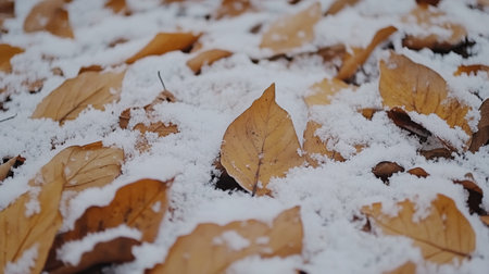 This image captures brown leaves blanketed by white snow, illustrating the contrast of nature during winter. It's a perfect representation of seasonal change.の素材