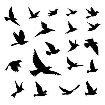 silhouette of flying seagulls on a white backgroundのイラスト素材